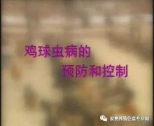 夏季球蟲到底該怎么預防治療？都在這里！