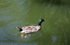 夏季肉鴨關(guān)鍵飼養(yǎng)管理要點（技術(shù)指導）