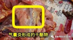 家禽氣囊炎其實(shí)不難治，找對(duì)方法最重要！