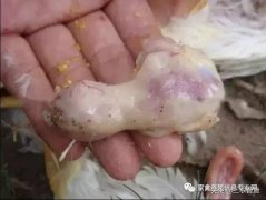 肉雞最頭疼的還是腺肌胃炎，到底該怎么解決？